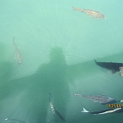 Picture 045